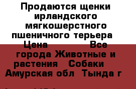 Продаются щенки ирландского мягкошерстного пшеничного терьера › Цена ­ 30 000 - Все города Животные и растения » Собаки   . Амурская обл.,Тында г.